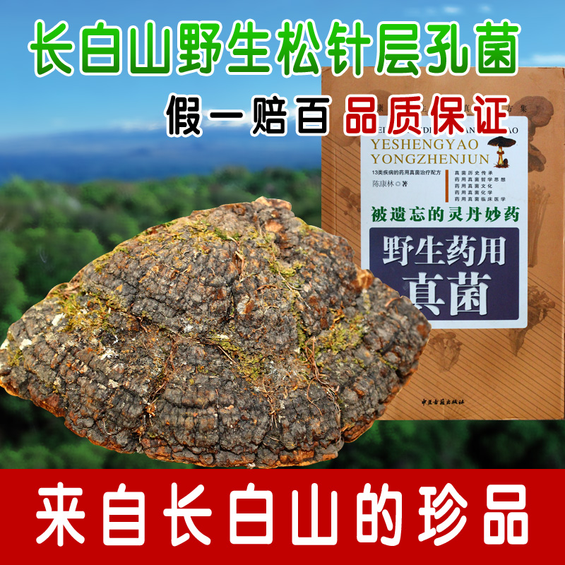 长白山纯 野生 松针灵芝 松针层孔菌 林芝 2件包邮