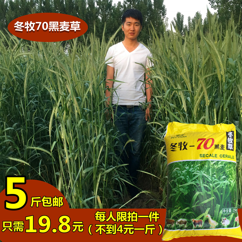 查看淘宝冬牧70黑麦草种子批发包邮 高产冬牧草种子 猪牛羊兔鸡鸭鹅鱼