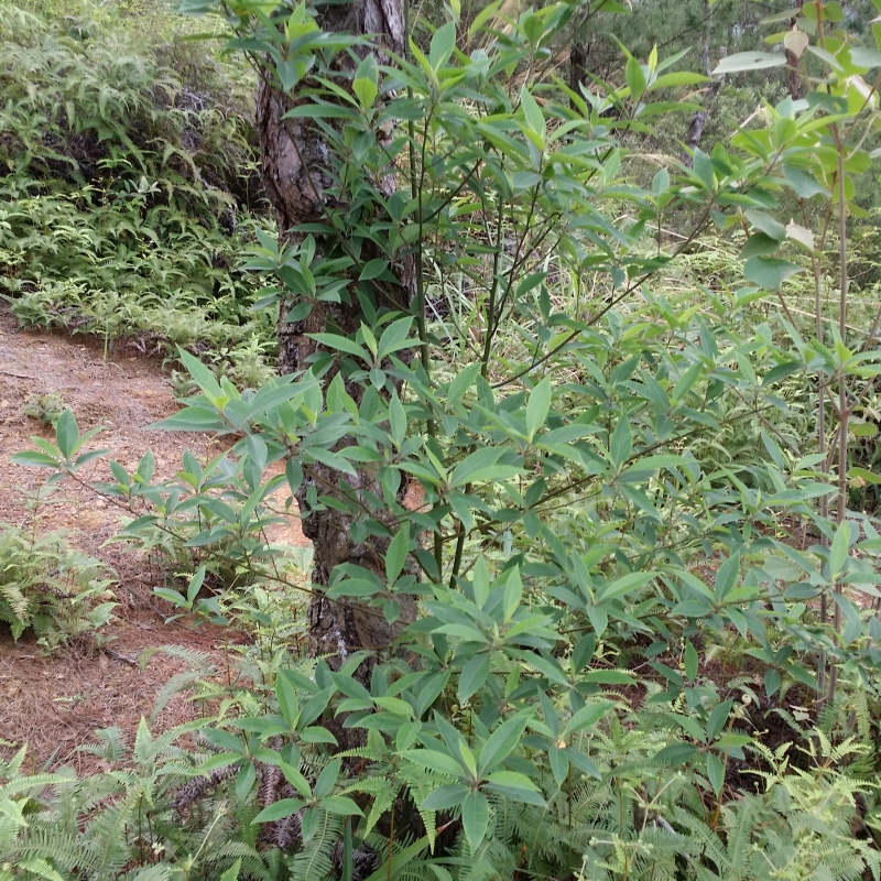 山苍子野生茎叶鲜品500g山鸡椒 山苍树 山姜子 木香子