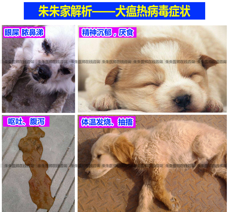 治疗犬瘟热细小单抗冠状病毒套餐狗瘟犬细小五联血清克隆抗体单支