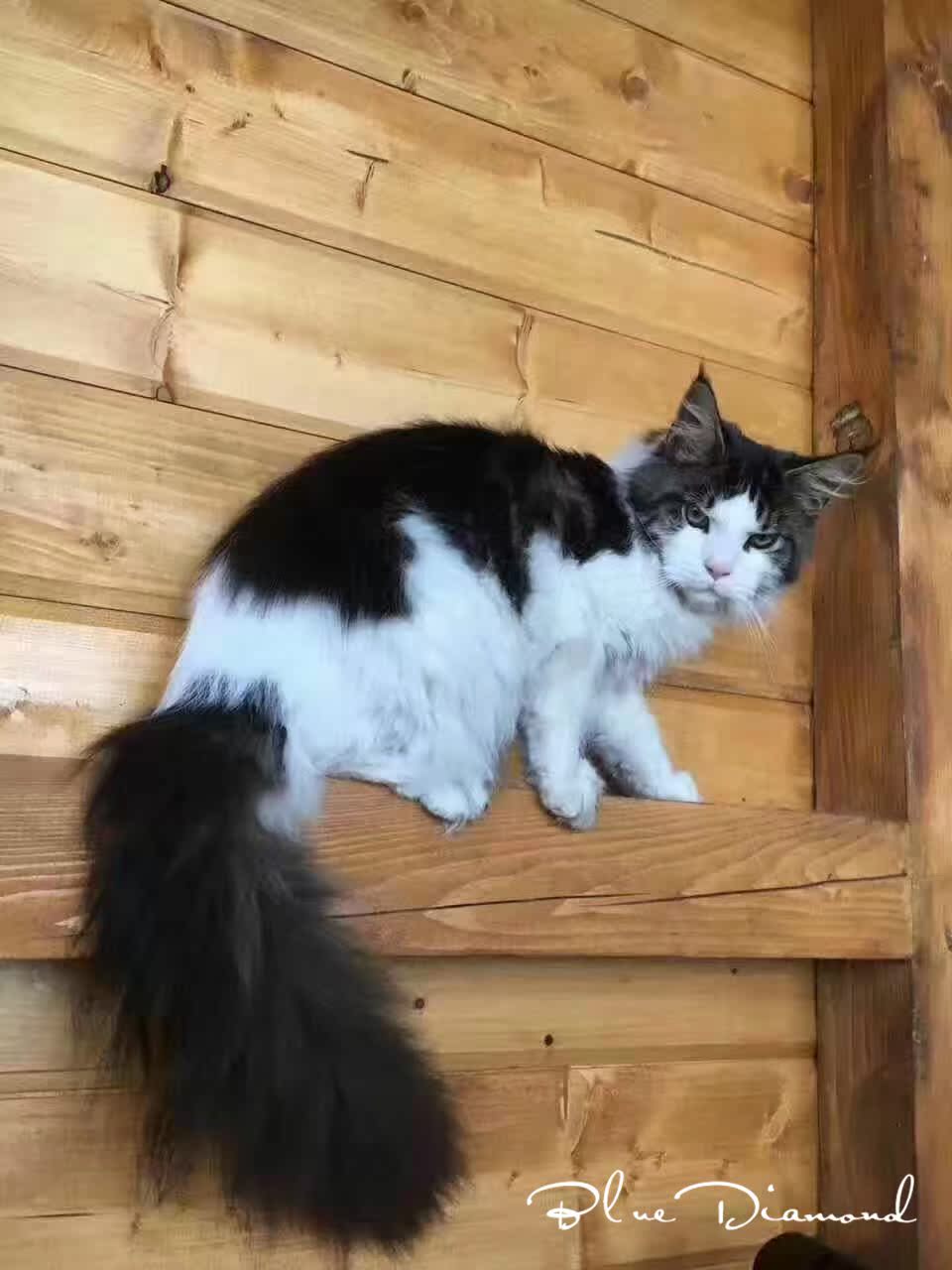 缅因猫活体宠物猫黑白缅因库恩猫