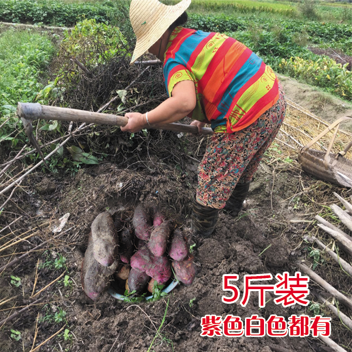 江西农家脚板薯紫山药紫淮山新鲜蔬菜紫毛薯大薯紫玉脚板苕种子