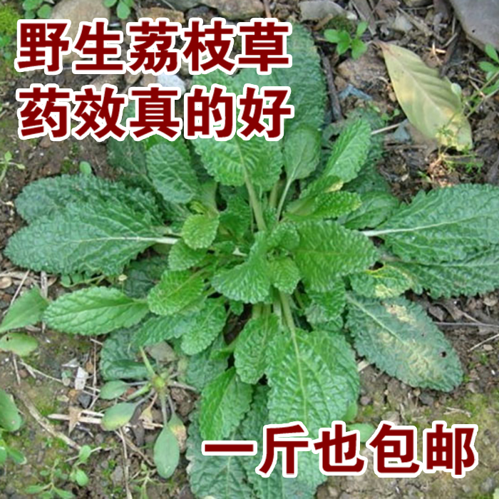 野生荔枝草雪见草皱皮草癞蛤蟆草青蛙草蟾蜍草