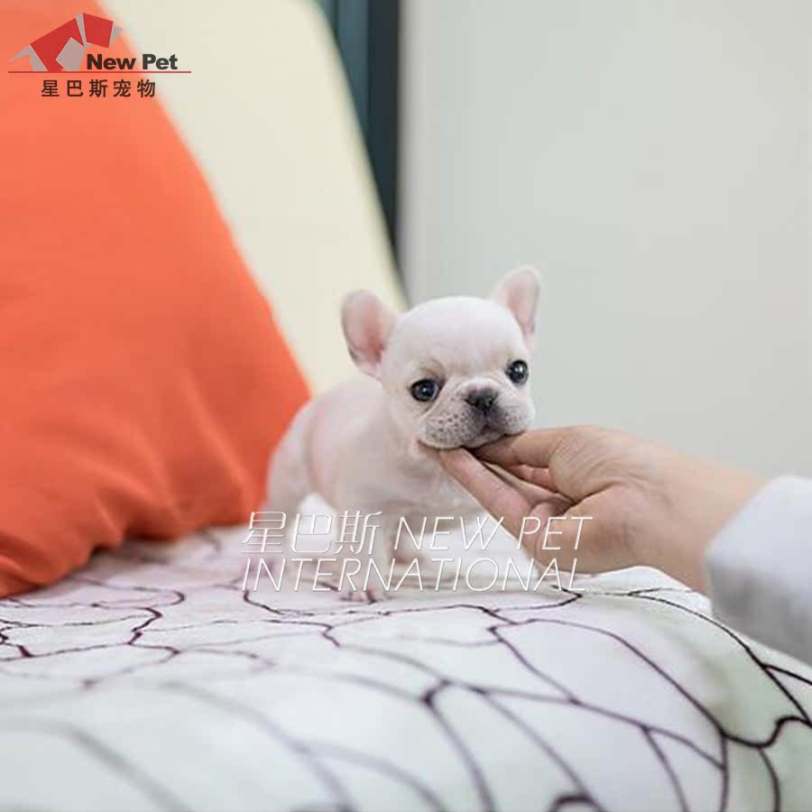 星巴斯 进口纯种法国斗牛犬法斗 幼犬宠物狗狗活体出售fd672