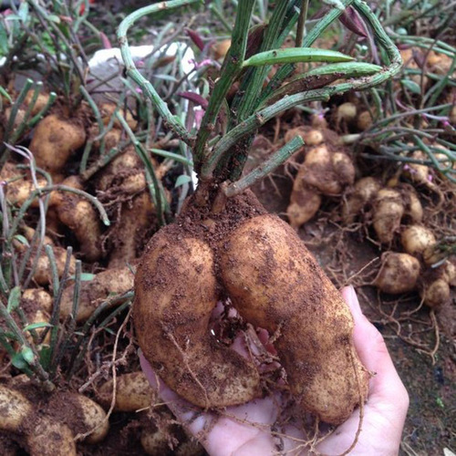 多肉块根【人参大戟】耐旱植物趣味室内盆栽防辐射大棚直销4cm