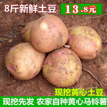 现挖红皮黄心土豆4kg 马铃薯 包邮 洋芋 8斤云南新鲜农家自种土豆