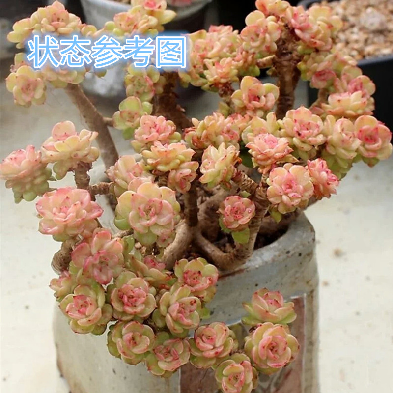 姬秋丽 丸叶秋丽 老桩 多肉植物 云南 肉肉植物 娟子家 一物一拍