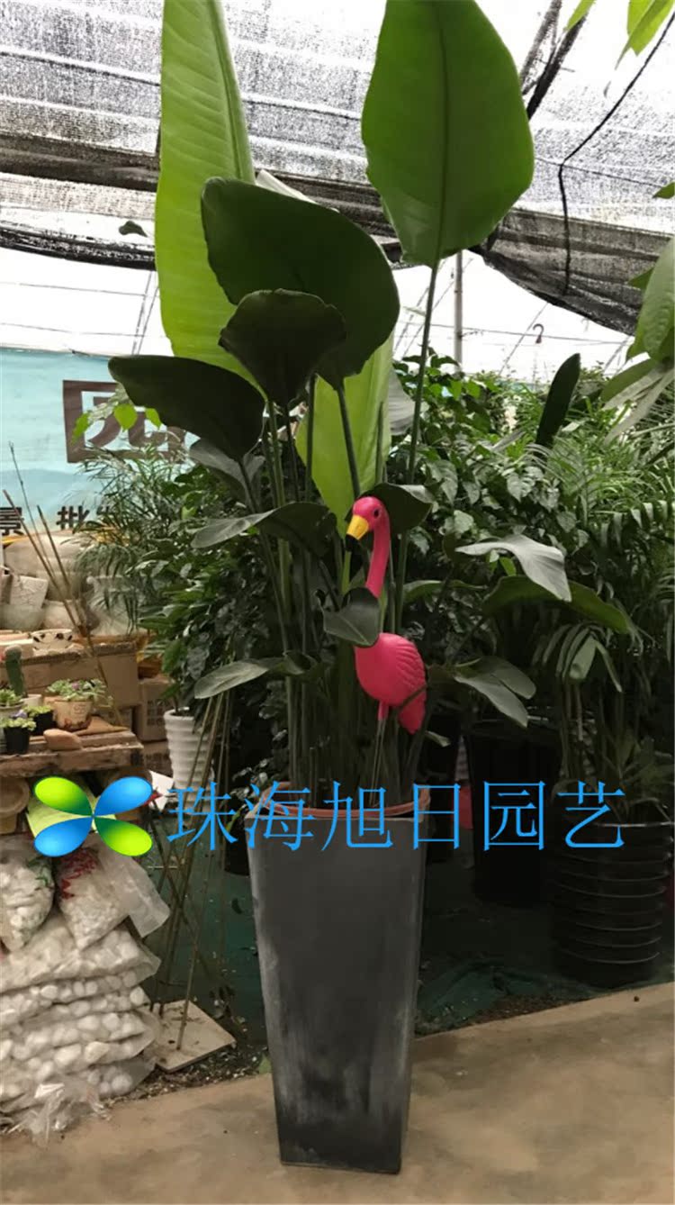 珠海绿植天堂鸟盆栽鹤望兰琴叶榕水泥花盆简约欧式风格大型植物