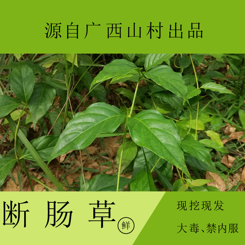 新鲜断肠草、胡蔓藤、大茶药  全株500g  【满50元包邮】