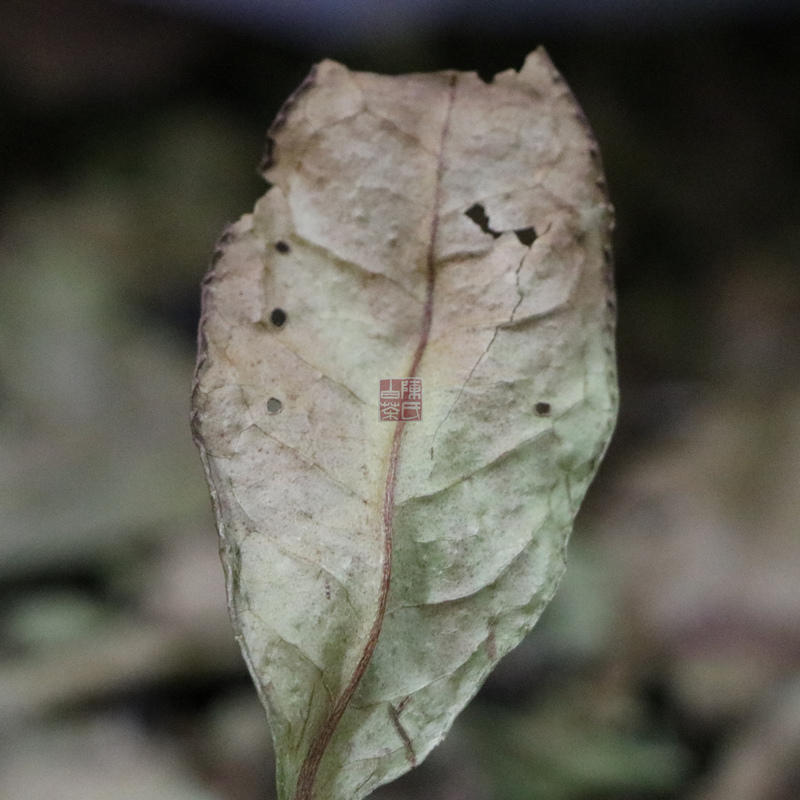 太姥西麓磻溪高陈氏福鼎白茶 2013年春深山老茶树寿眉 200g散装