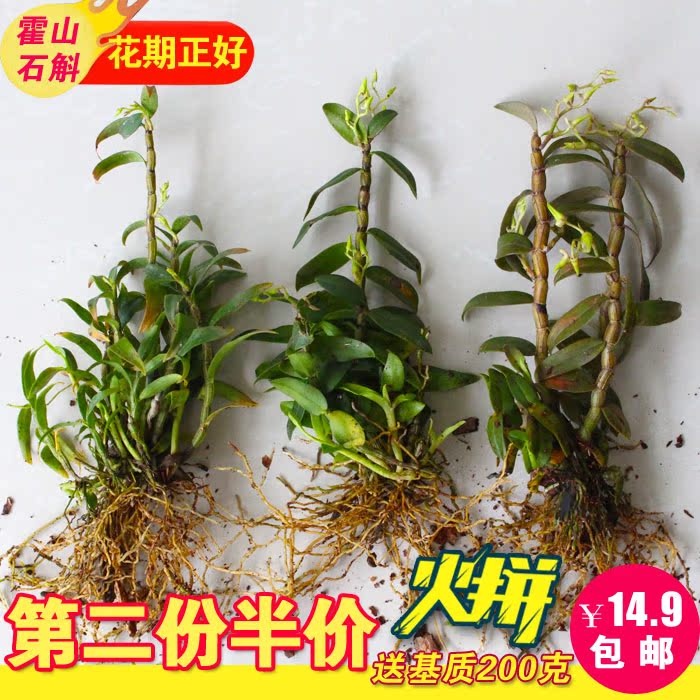 霍山石斛苗铁皮枫斗鲜条可以吃盆栽带根带叶石斛枫斗兰花室内绿植