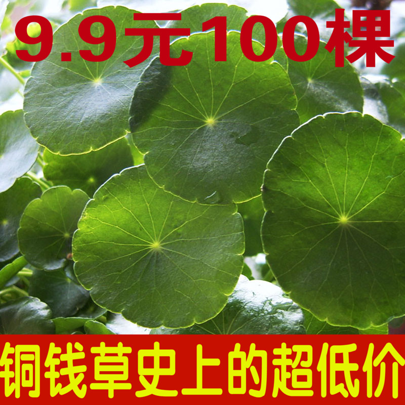 包邮水培植物铜钱草金钱草水养绿植桌面盆栽花卉室内绿植净化空气