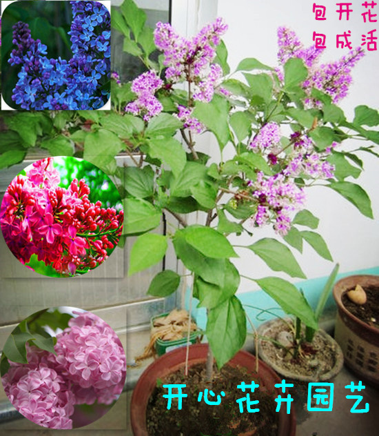 丁香花苗 庭院盆栽 四季开花植物 丁香花树苗 浓香花卉 香飘十里