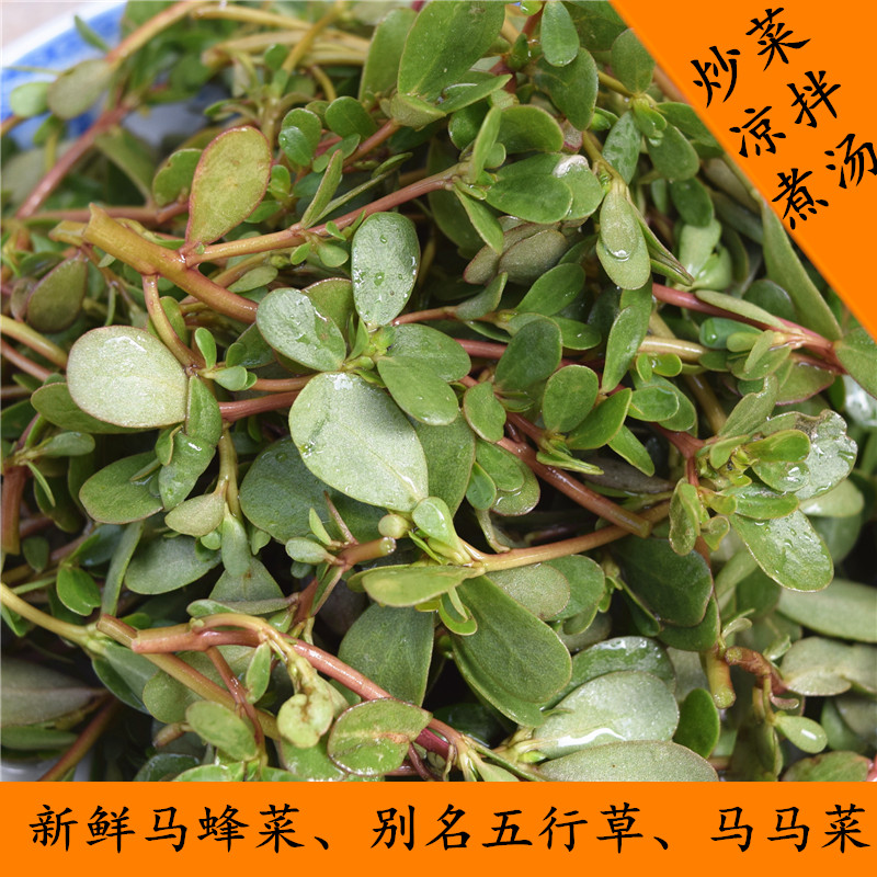 新鲜马齿苋3斤马苋五行草农家蔬菜五方草瓜子菜麻绳菜野菜马蜂菜