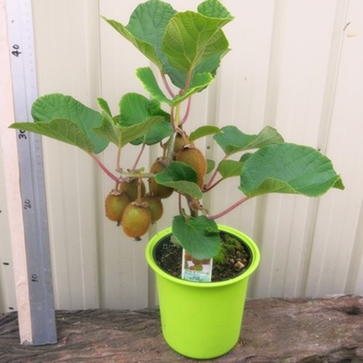 一秒疯抢_猕猴桃苗果树苗南北方种植盆栽奇异