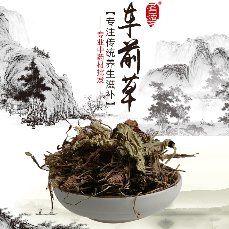 车前草 中药材滋补 车茶草 平车前 牛舌草 七星草 钱串草 50克