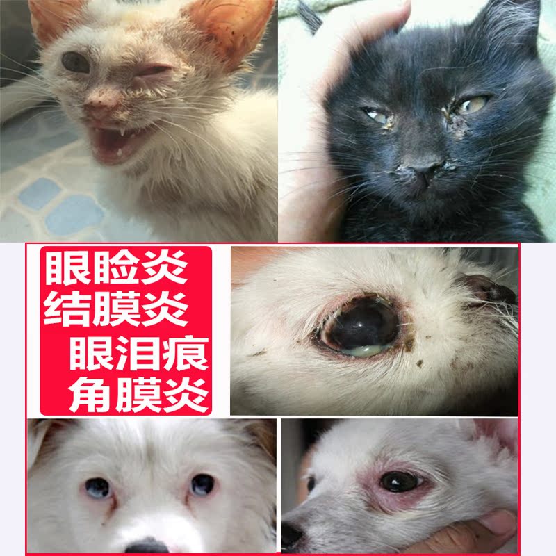 埃尔金眼倍康滴眼液宠物猫眼药水狗狗去泪痕止痒抗菌杀消炎结膜炎