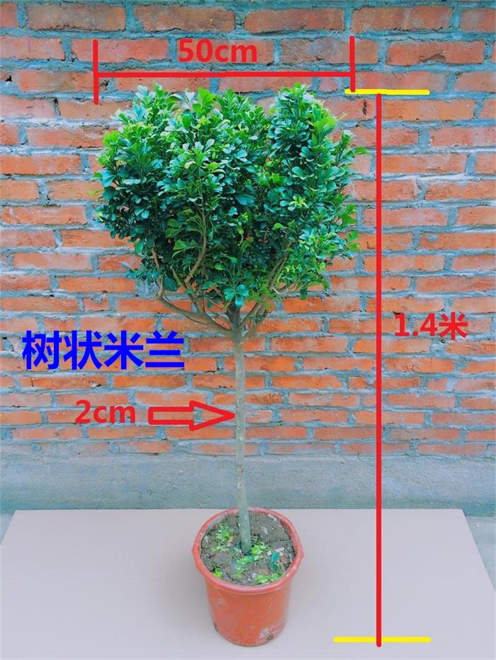 米兰花盆栽苗 客厅阳台绿植 开花盆景 驱蚊植物 独杆四季常青包邮