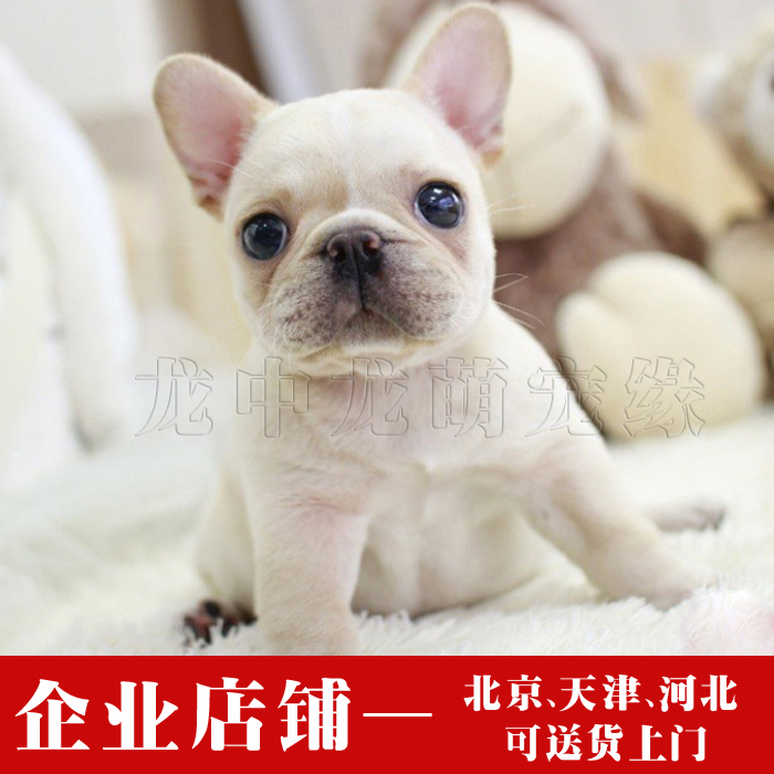 纯种法斗犬 法斗幼犬 短毛小型犬 可爱的法牛狗狗 白色法斗斗牛犬