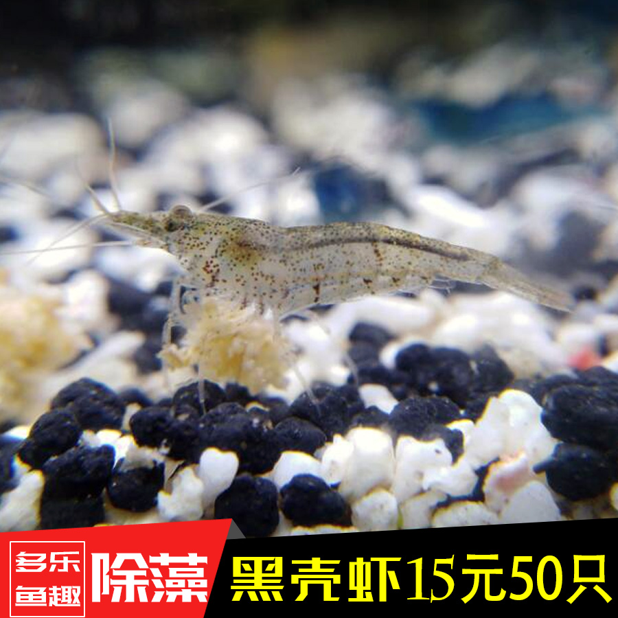 黑壳虾一份50只 淡水草缸除苔藻清洁工具观赏草米虾宠物活体