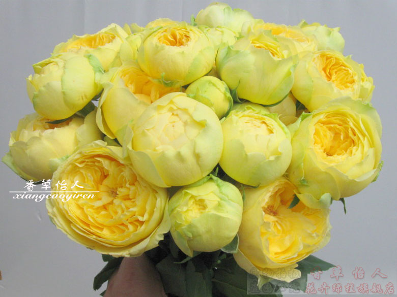 新品 凯特琳娜大花月季 切花月季 勤花多花盆栽 四季开花