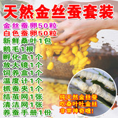 蚕宝宝卵蚕种场蚕籽蚕蛋小蚕卵自然课黄茧卵白蚕金丝蚕天然彩色蚕