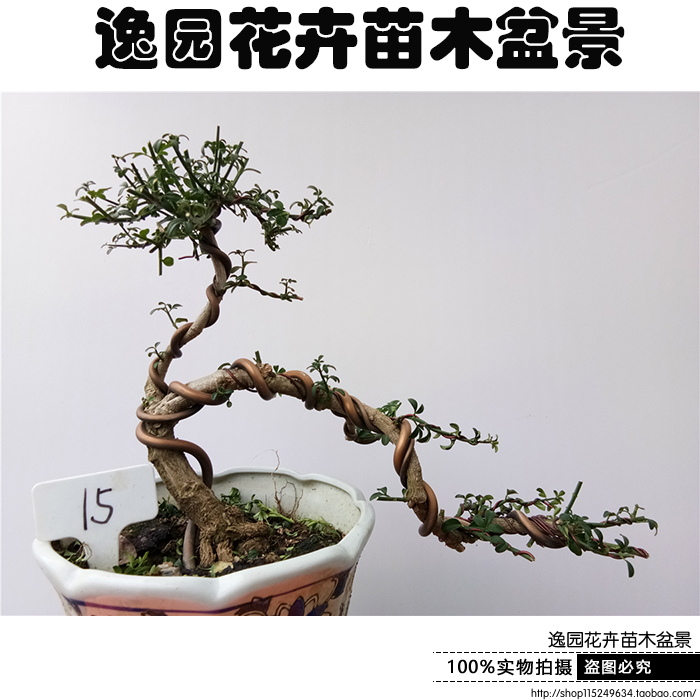 迎春花盆景树桩实拍迎春苗老桩迎春盆栽虎蹄龙爪小叶迎春迎春柳