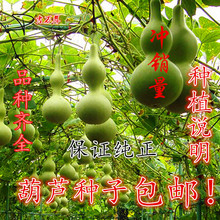 包邮 特大葫芦种子天然小葫芦种子阳台观赏葫芦盆栽亚腰中号葫芦籽