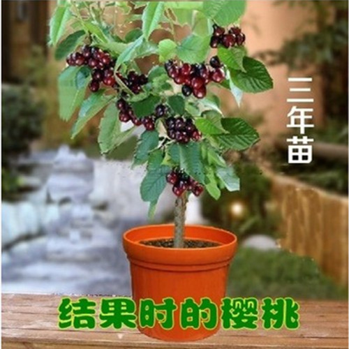 果树苗 车厘子樱桃苗盆栽地栽 樱桃树苗当年结果苗 南方北方种植