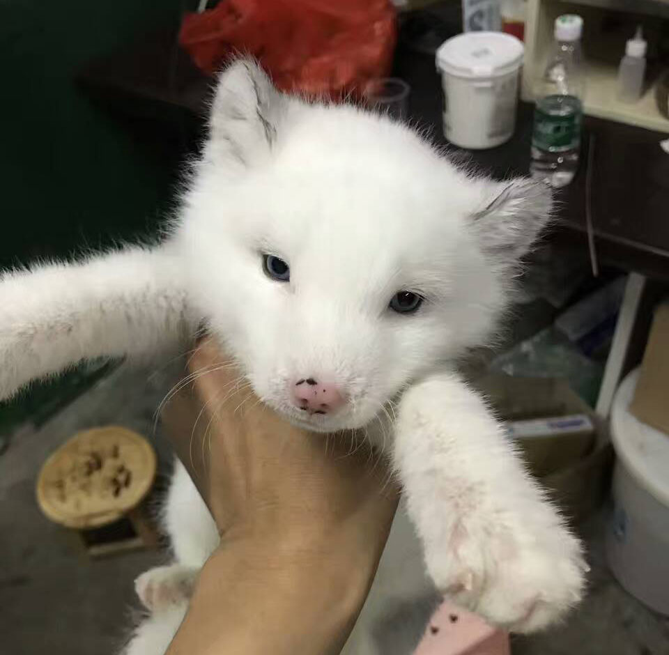 宠物狐狸活体幼崽白狐狸礼物宠物同学礼物萌宠蓝眼可爱雪狐狸宝宝