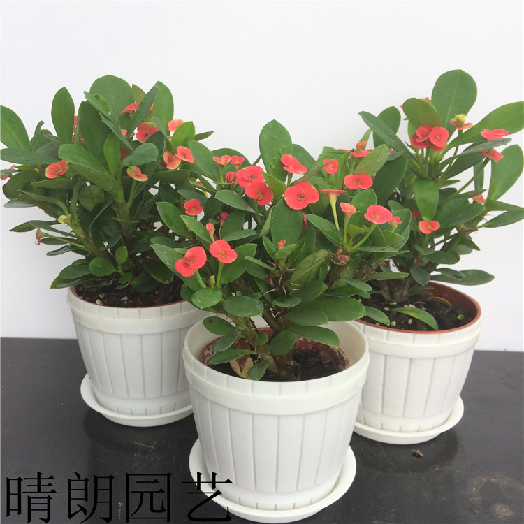 铁海棠 虎刺梅多肉开花植物盆栽客厅办公桌阳台绿植花卉净化空气
