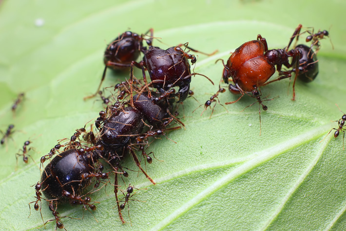 全异巨首蚁pheidologeton diversus 宠物蚂蚁活体 蚁后群