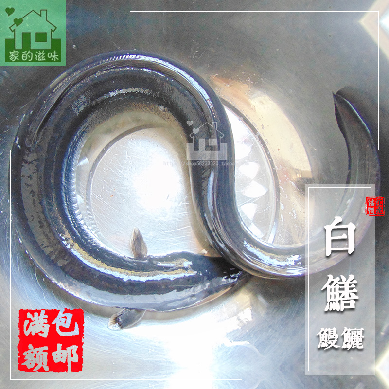 白鳝鱼新鲜生猛河鳗鲜活鳗鲡青鳝生鲜白鳗大海生河长鳗鱼1.5斤/条
