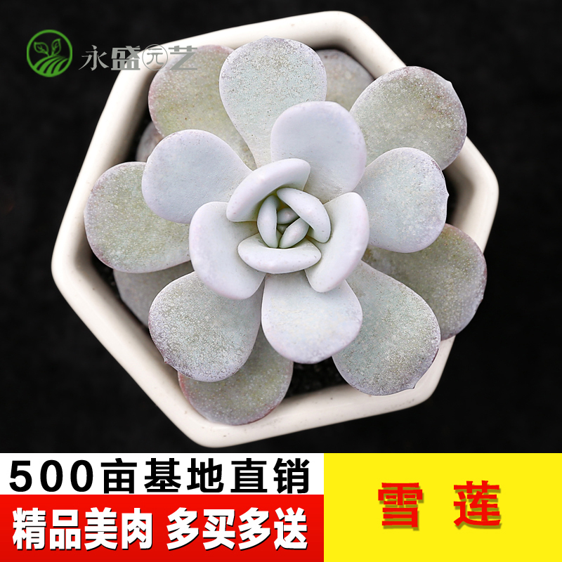 韩国进口 多肉植物 雪莲 肉肉植物 稀缺新品贵货 组合盆植花卉