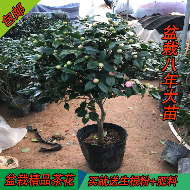 茶花盆栽树苗五色赤丹十八学士四季开花阳台耐寒10年大苗带花苞