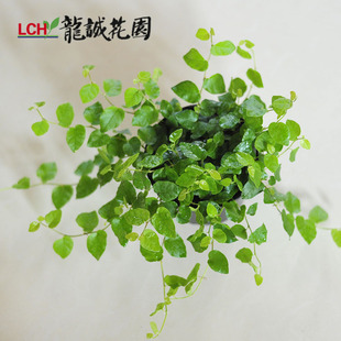 ֲ޵羻ľ۹ٻǽֲ