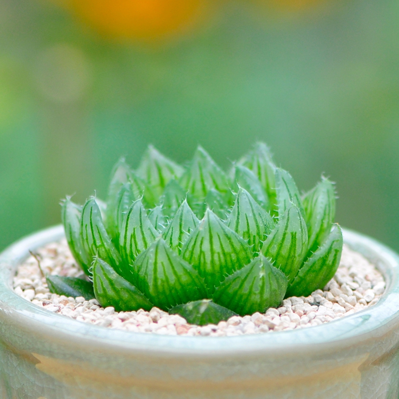 多肉植物玉露 樱水晶 精选十二卷属花卉绿植办公室防辐射组合盆栽