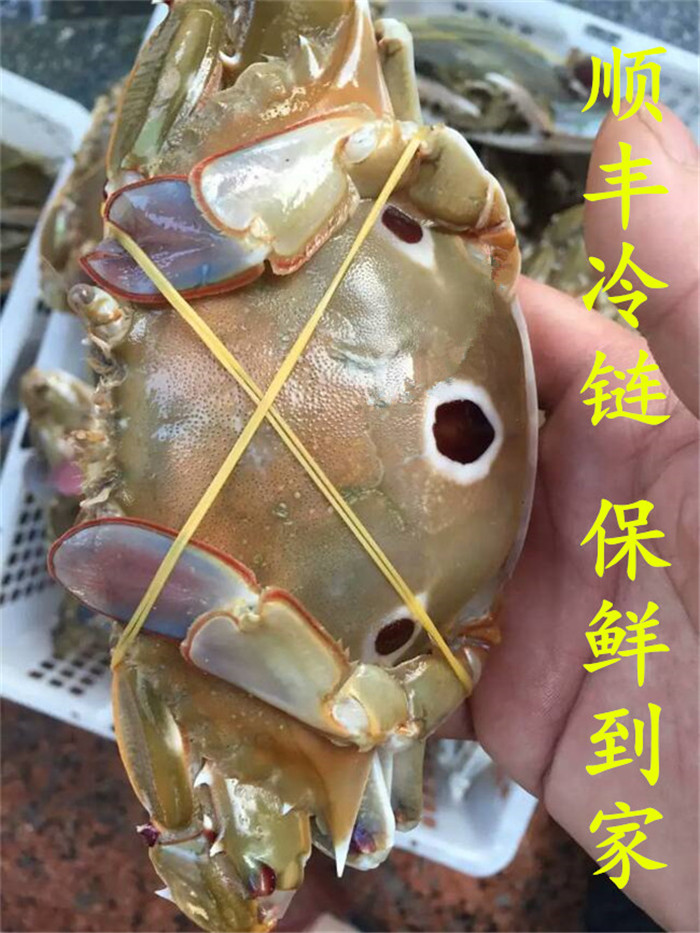 东山岛生鲜 黑翅鱼 黑鲷鱼 黑加吉 黑格 海钓饵钓 野生海鱼