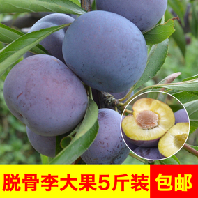 现摘 四川新鲜水果正宗脆红李孕妇酸甜李子红