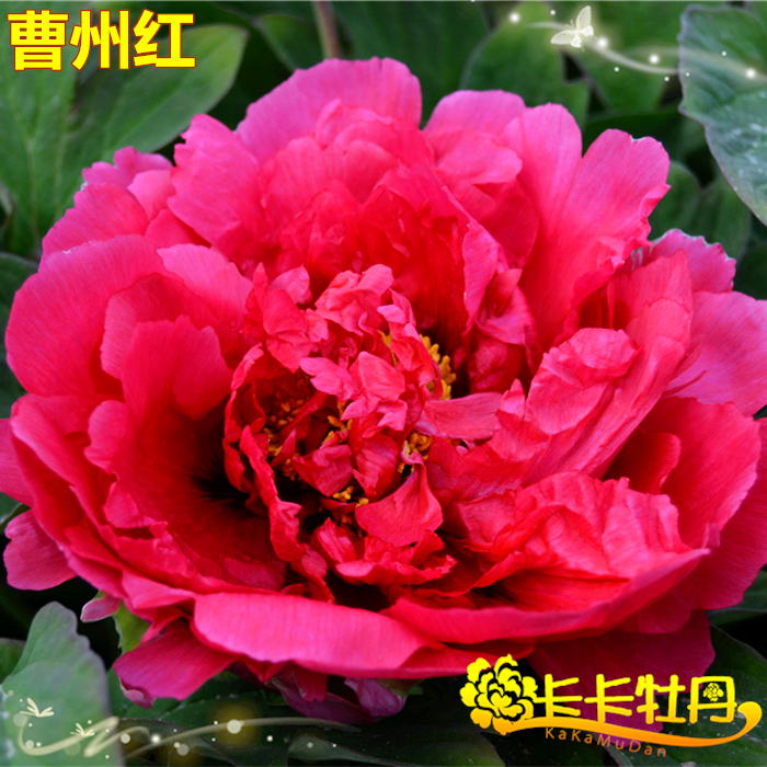 卡卡牡丹花苗 肉芙蓉 菏泽花农自产自销 盆栽庭院都可