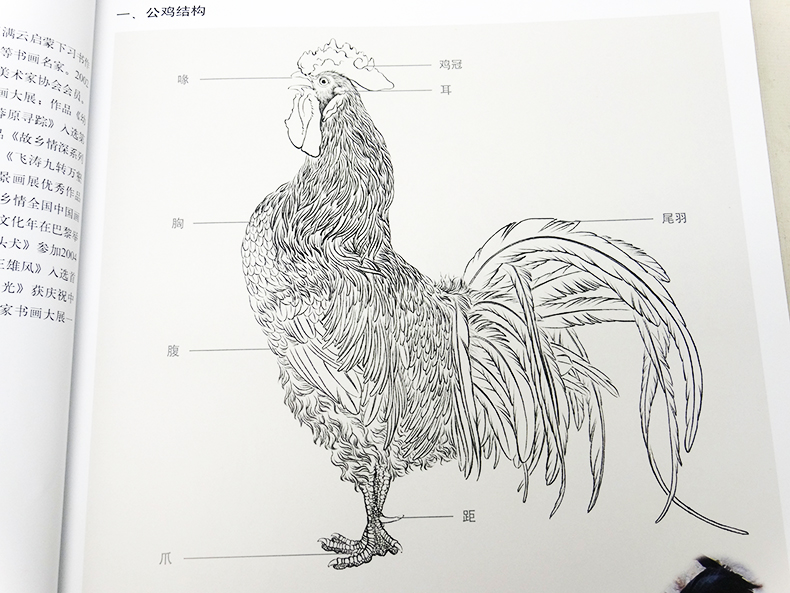 【满立减现金】工笔鸡画法 中国画技法 于艳华编绘 工笔画国画技法
