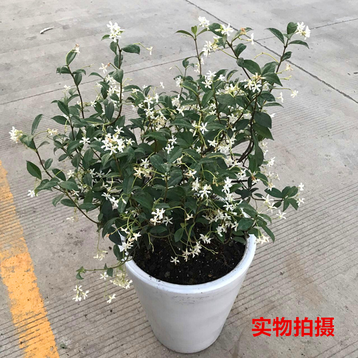 清香藤本植物 爬藤络石 风车茉莉耐晒耐寒 皮实好养 万字银丝茉莉