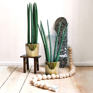 进口棒叶虎尾兰盆栽