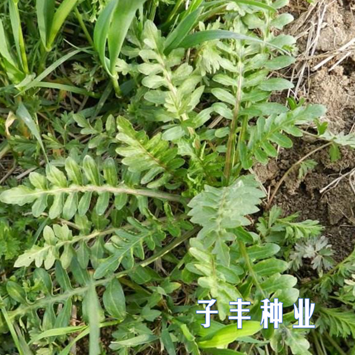 野生蔬菜种子苦麻菜种子四季种植荠荠菜曲麻菜苦碟菜盆栽青菜菜籽