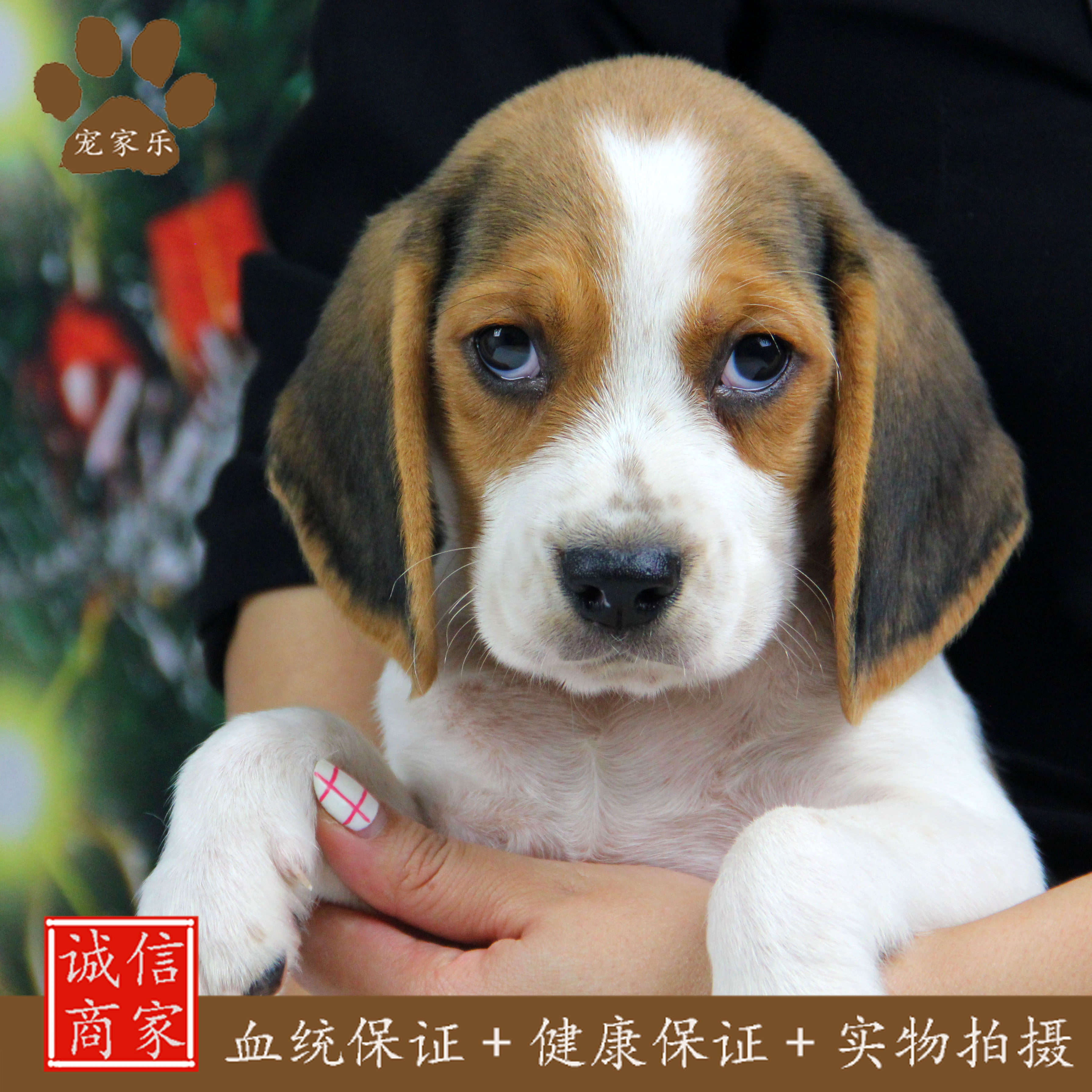 宠家乐花色比格犬纯种幼犬活体短毛狩猎犬宠物狗猎兔犬出售