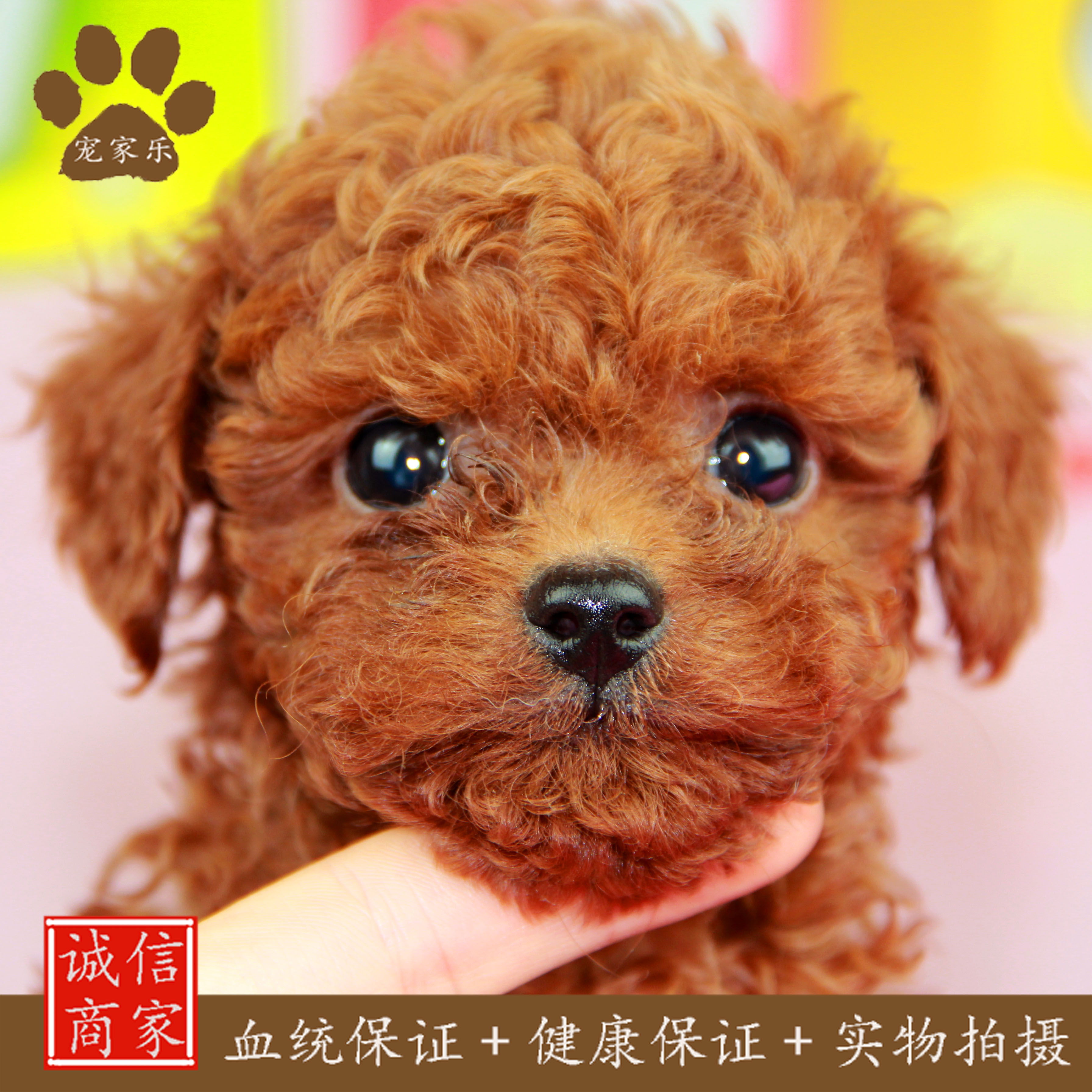 正品[泰迪熊有多少颜色]颜色搭配表评测 颜色的