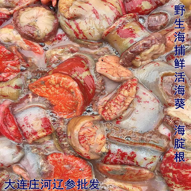 沙蒜 海葵 海肠子 新鲜 海鲜水产煲汤鲜美 500g 海鲜水产