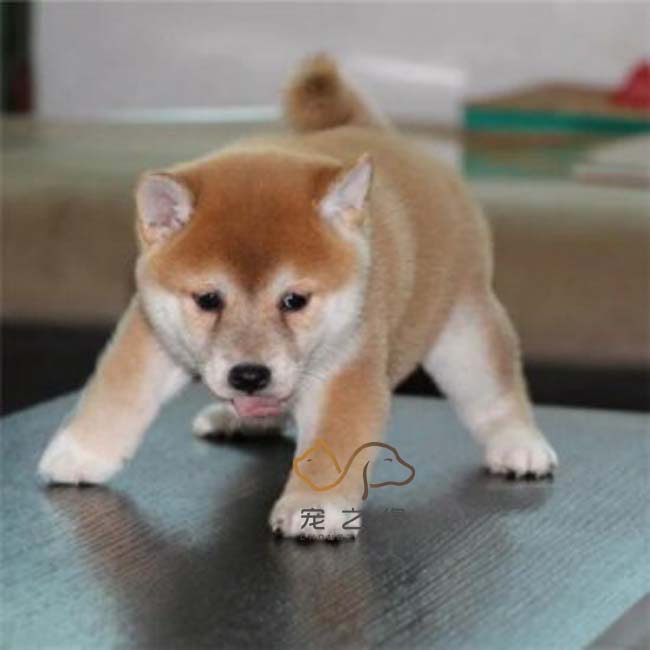 纯种柴犬 幼犬 日本柴犬幼犬 日系柴犬 纯种宠物狗小柴犬支持视频