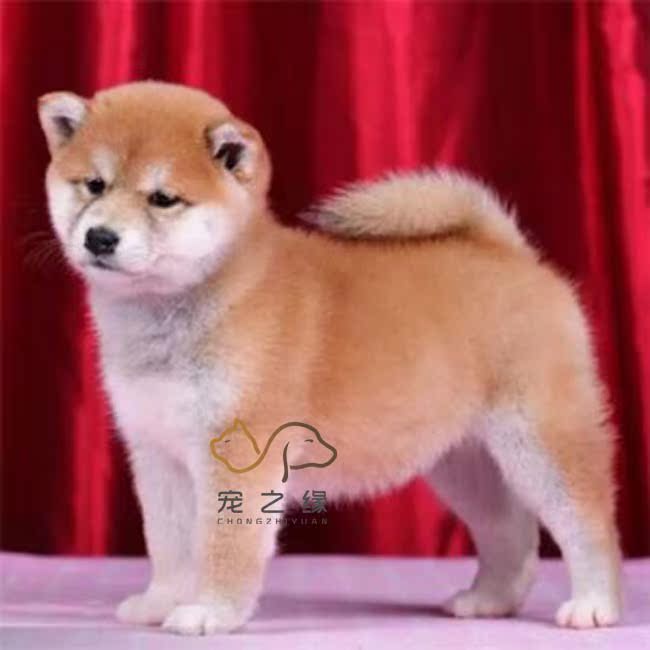 佛山纯种柴犬 纯种日本柴犬 黄白柴犬 三色柴犬幼犬 纯种宠物狗狗