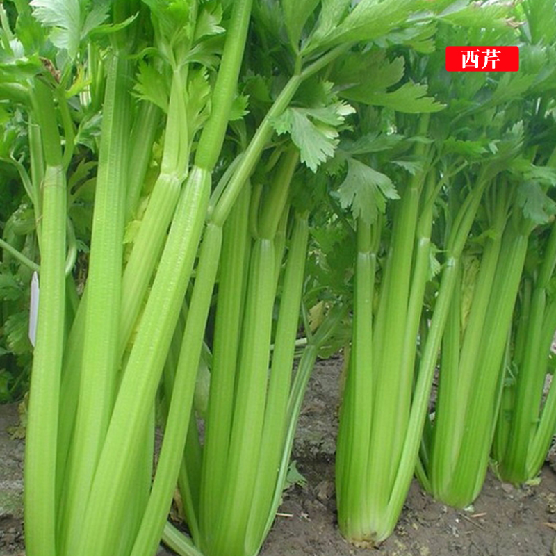 高产红白根西芹桂河芹菜种子籽细纤维菜园大田四季蔬菜包邮